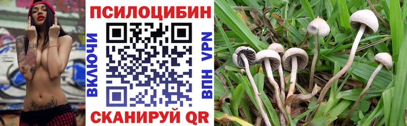 Купить где  Кириллов  Псилоцибиновые грибы мицелий 